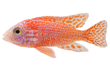 Strawberry Red Peacock Malawi Cichlid :: 18037