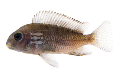 Bulu Point Tropheus Tanganyika Cichlid :: 18041