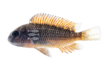 Moliro Red Tropheus Tanganyika Cichlid :: 18043