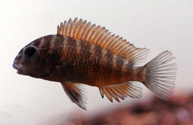 Moliro Red Tropheus Tanganyika Cichlid :: 18043