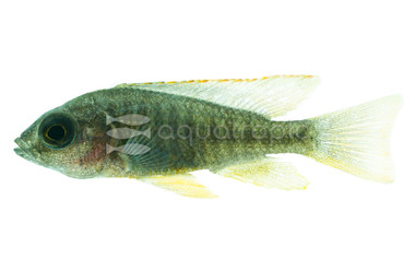 Borleyi Red Fin Cichlid :: 18055
