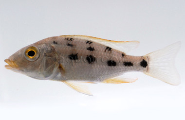 Malawi Sand Diver :: 18058