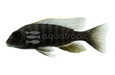 Apache Peacock Malawi Cichlid :: 18080