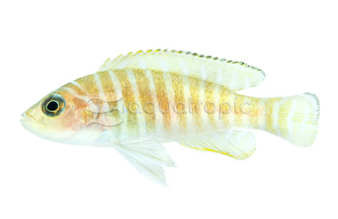Gold Ocellatus :: 18101