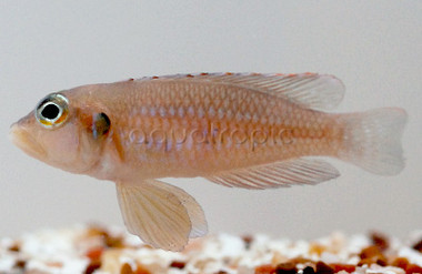 Gold Ocellatus :: 18101
