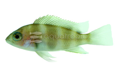 Red Frontosa Tanganyika Cichlid :: 18106