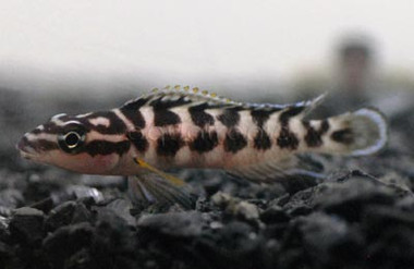 Masked Julie Tanganyika Cichlid :: 18110