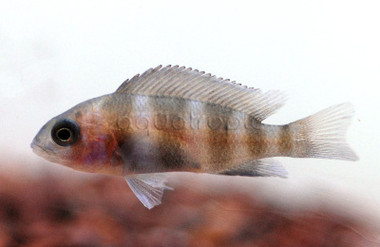 Frontosa Mpimbwe :: 18111