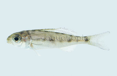 Furcifer Featherfin Juvenile :: 18113