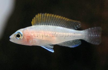 Caudopunctatus Shell Dweller :: 18114