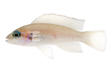 Lyretail Brichardi Tanganyika Cichlid :: 18116