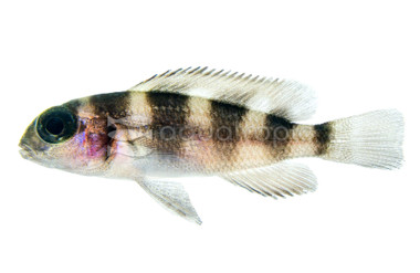 Five-Bar Tretocephalus Tanganyika Cichlid :: 18118