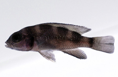 Five-Bar Tretocephalus Tanganyika Cichlid :: 18118