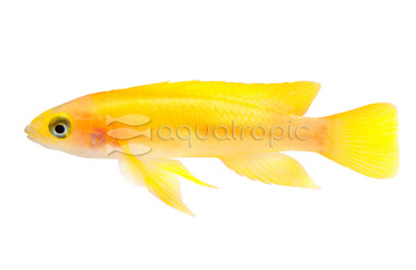 Orange Leleupi Tanganyika Cichlid :: 18120