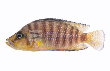Compressiceps Golden Head :: 18125