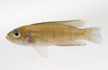 Similis Shell Dweller Tanganyika Cichlid :: 18135