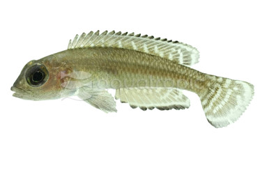 Ornate Shell Dweller :: 18138