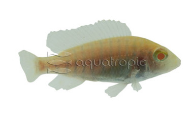 T. Moorii Albino 'Moliro Tiger' :: 18153
