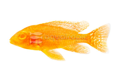 Peacock Dragon Blood Albino :: 18187