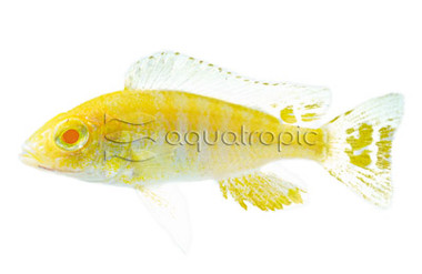 Electric Blue Albino :: 18192