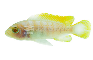 Albino Zebra Malawi Cichlid :: 18193