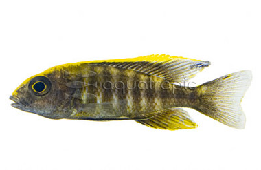 Sulfurhead Peacock Malawi Cichlid :: 18195