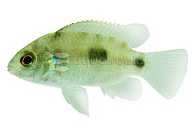 African Butterfly Cichlid :: 18209