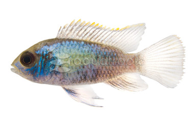 Electric Blue Acara Cichlid :: 18251