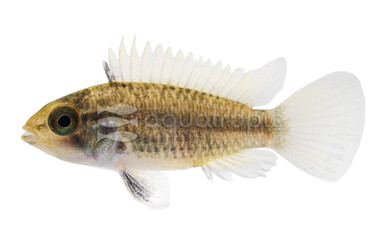 Dwarf Cockatoo :: 18306