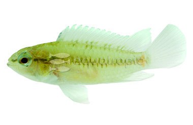 Dwarf Macmasteri :: 18307