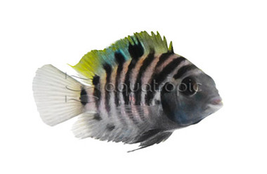 Convict Cichlid :: 18309