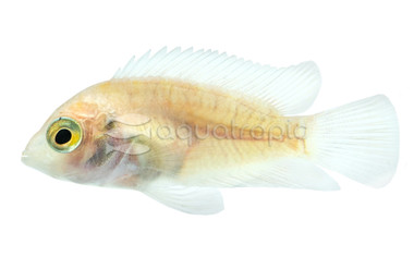 Pink Convict Cichlid :: 18310
