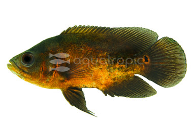 Red Oscar Cichlid :: 18313