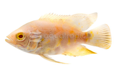 Albino Tiger Oscar Cichlid :: 18314