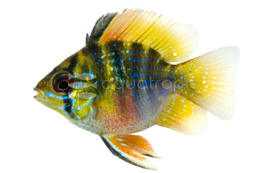 Ram, Angel Veil :: 18325