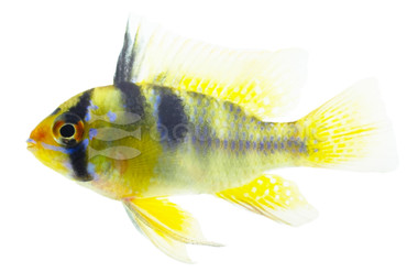 Ram, German Blue :: 18327