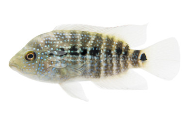 Jack Dempsey :: 18329