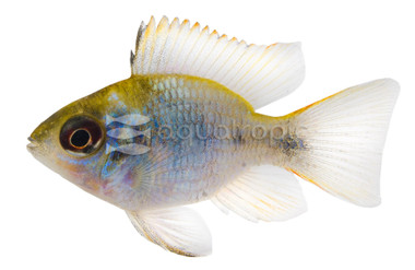 Ram, Blue Electric Balloon :: 18331