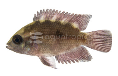 Chocolate Cichlid :: 18332
