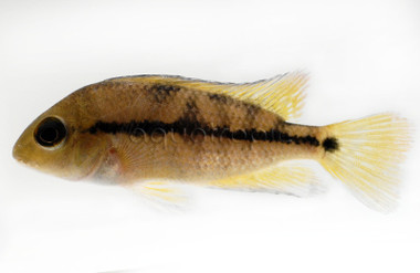 Macaw Nicaraguense :: 18334