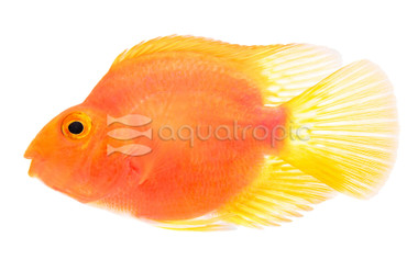 Parrot Purple :: 18335