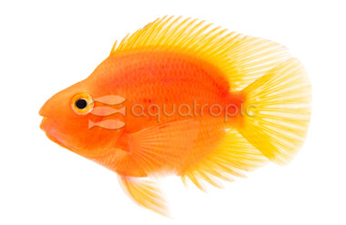 Parrot Purple :: 18335