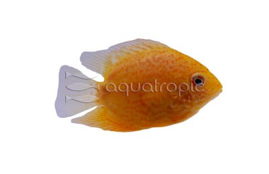 Severum, Gold Red Streak :: 18337