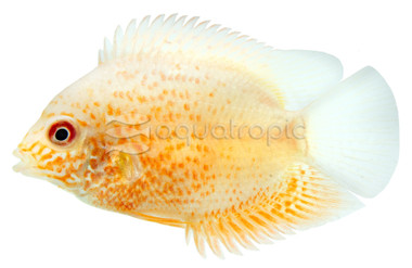 Severum, Gold Red Streak :: 18337
