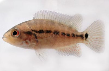 Motaguense Red Tiger :: 18348