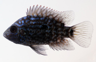 Electric Blue Carpintis Cichlid :: 18350