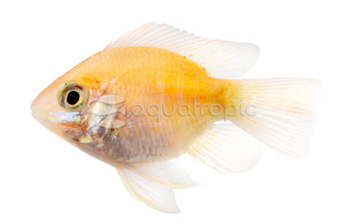 Ram, Angel Veil Gold :: 18352