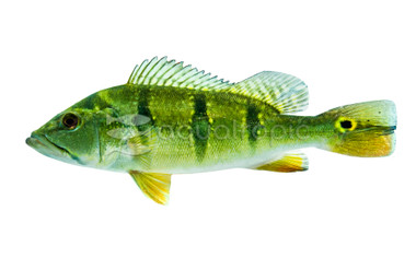 Peacock Bass - Ocellaris :: 18365