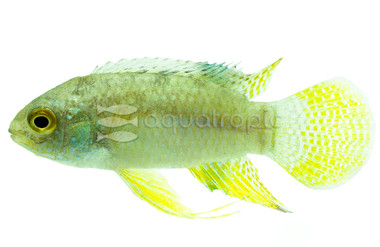 Dwarf Flag Curviceps :: 18382