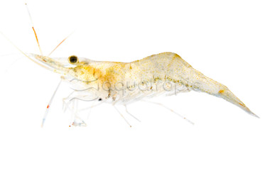 Ghost Shrimp :: 20005